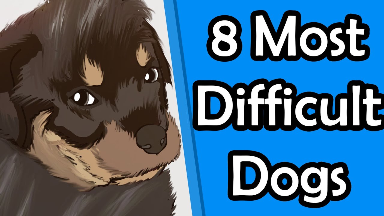Difficult Dog Breeds 8 Worst Dogs For First Time Owners YouTube