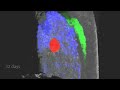 The Newt Eye Lens as a Research Model