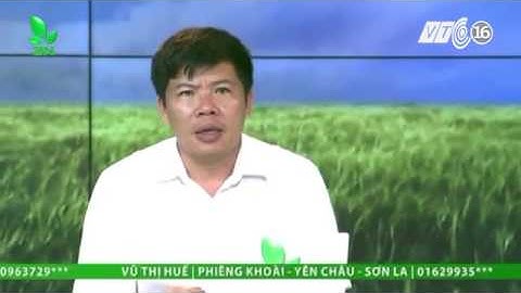 Cá chết đâm đầu xuống bùn và cách điều trị