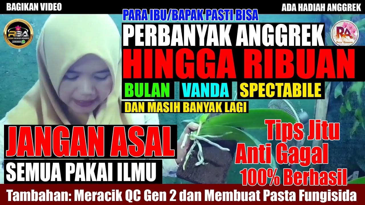 PERBANYAK ANGGREK.! Satu anggrek bisa jadi seribu // Ratu Anggrek