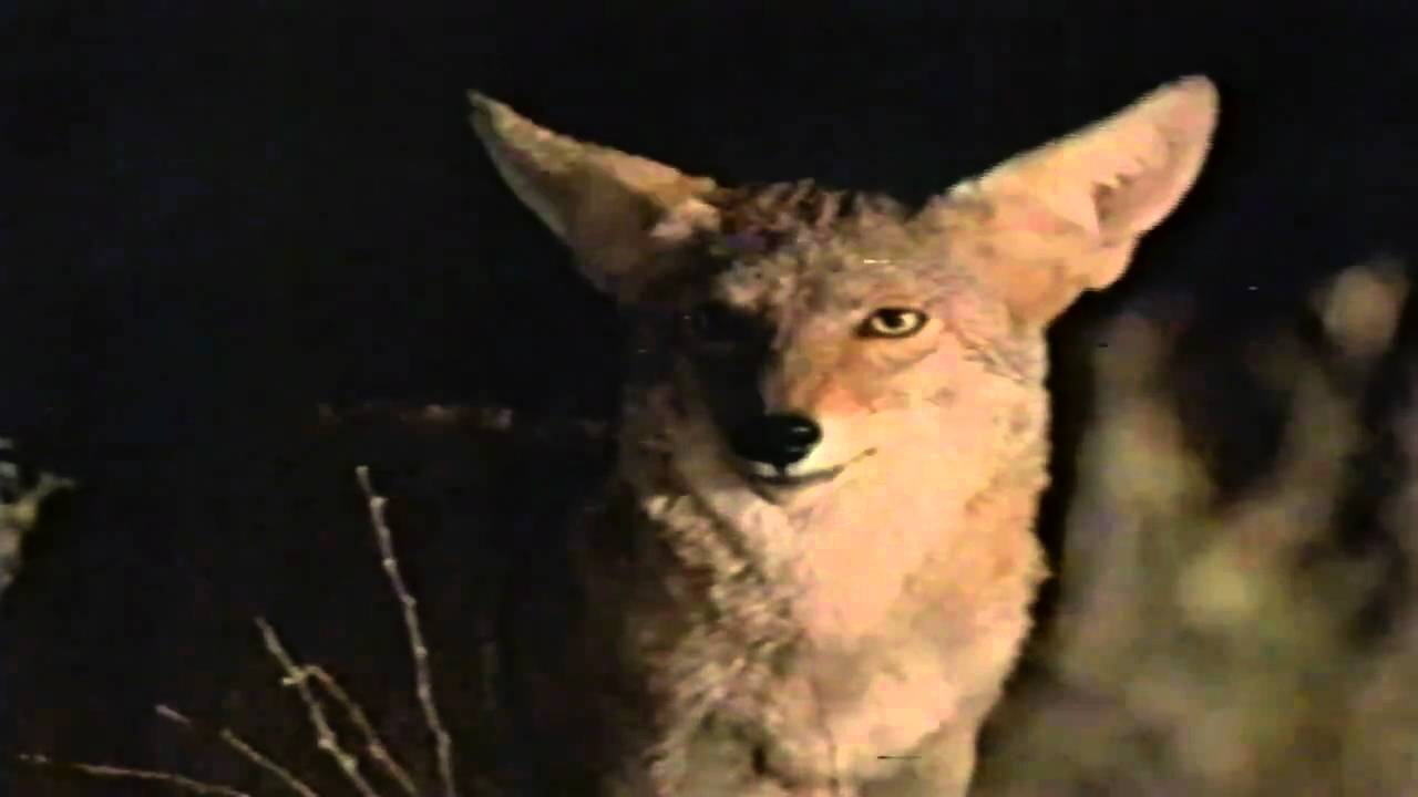 El Desierto de Sonora Intro Nat Geo YouTube El Desierto de Sonora Intro Nat Geo YouTube
