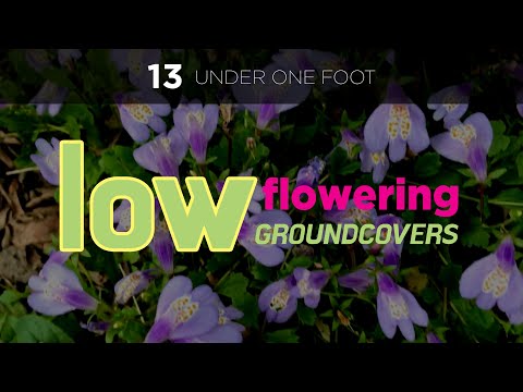 13 Low Growing Flowering Ground Cover Plants