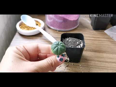 วีดีโอ: Astrophytum Cactus Care - เคล็ดลับในการปลูกต้นกระบองเพชร