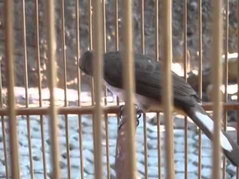 Burung Trucuk Garuda Gacor YouTube Burung Trucuk Garuda Gacor YouTube