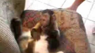 Monkey and Cat Porn