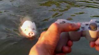 das ferngesteuerte Motorboot-Schwein / Remote Controlled Motorboat-Pig.mpg