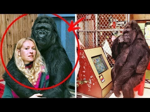 Video: Příběh jediné albínské gorily, kterou věda zná