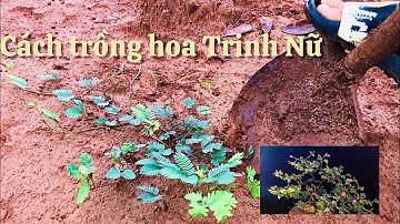 Cách trồng cây hoa trinh nữ nhanh lớn và tỷ lệ sống cao nhất