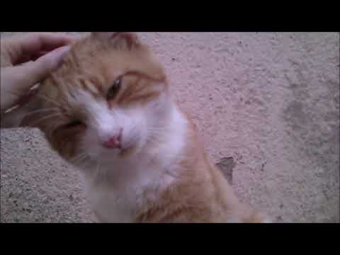 Chat Tigre Roux Et Blanc Youtube