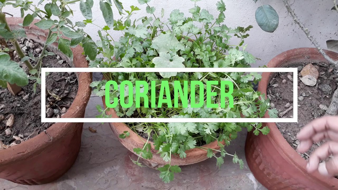 Coriander Dhanya How to plant Coriander at home How to Harvest Coriander at home YouTube