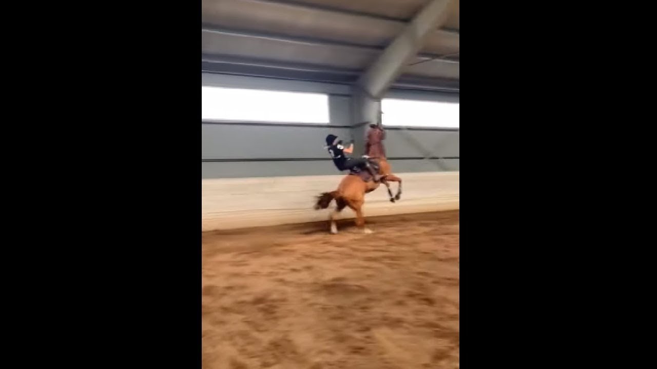 Crazy Horse Farts And Runs Off YouTube