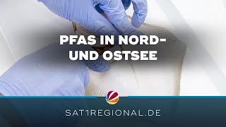 Greenpeace Fisch Und Meeresfrüchte Aus Nord- Und Ostsee Teils Stark Pfas-Belastet