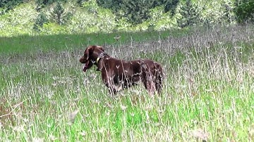 Tall Timber Pudelpointers