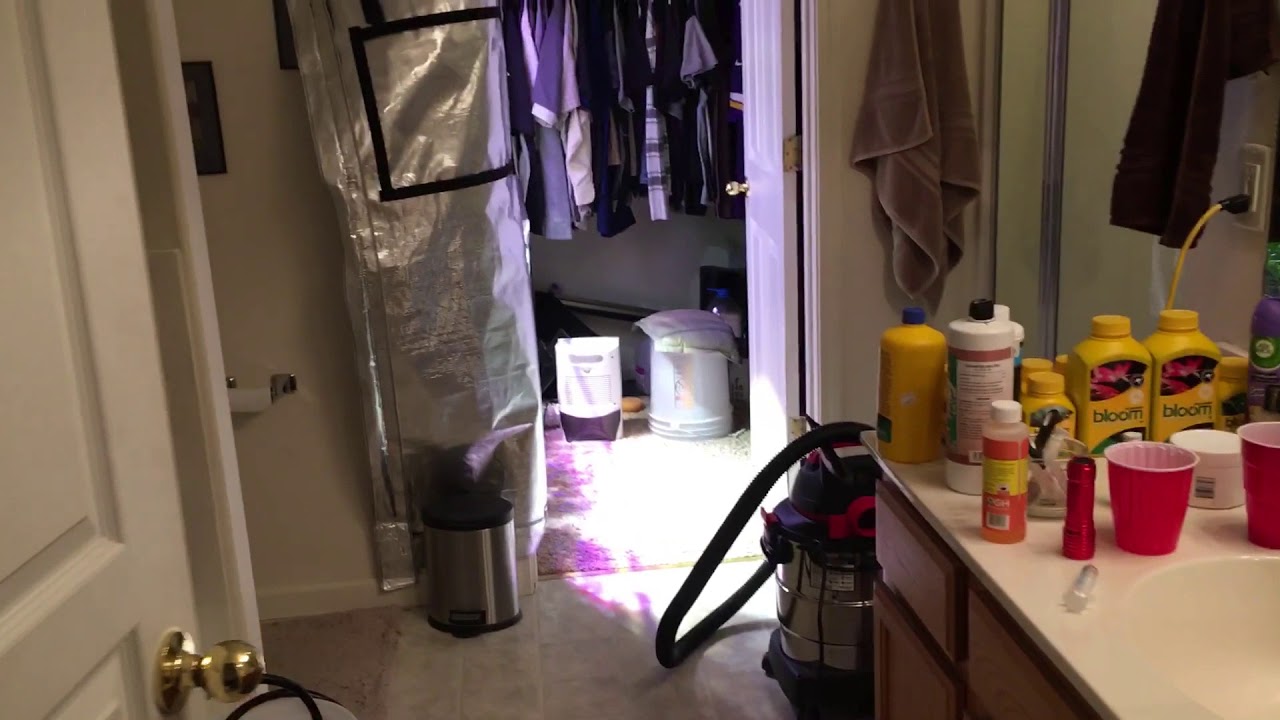 Last Look at the Flower Tent before Harvest. Plus I talk about mites from my Hydroponics Store.