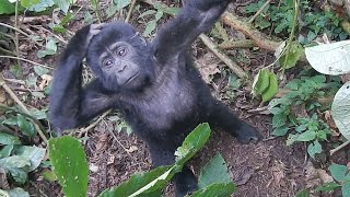 Close Ecounter With Gorillas by Discovery Animals 1,682 views 2 years ago 4 minutes, 24 seconds