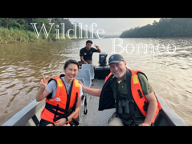 Wildlife Sandakan Borneo class=