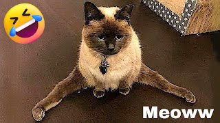 New Funny Animals Video  Funniest Cats and Dogs Videos #6