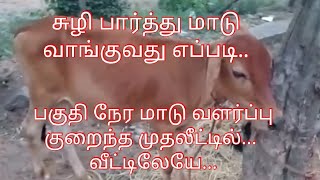 Low investment Cow farm || வீட்டிலேயே மாட்டு பண்ணை || part time cow farm || மாட்டு சுழி || cow farm