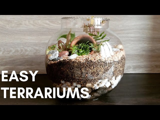 How to Make a Terrarium For Free: A Sustainable Guide – ome