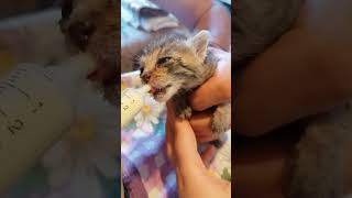 Kittens - Eating time
