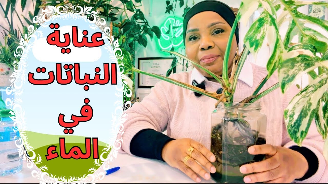 عناية النباتات المنزلية التي تعيش في ماء 