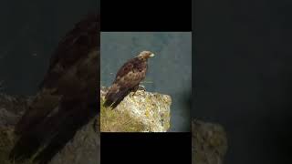 Philosophy of the Eagle 🦅🦅 #eagle #predator #philosophy #animal #human