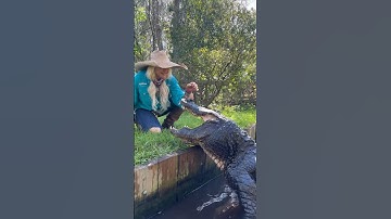 Jaws the Alligator!!! #gatorland #alligator #crocodile