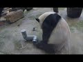 20200812 團團窗前吃早餐 罐蓋努力開一邊(永懷團團之422) Giant Panda Tuan Tuan