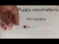 Puppy Vaccination Schedule Explained (Vet Guide)