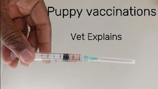 Puppy Vaccination Schedule Explained (Vet Guide)