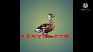 Download Lagu suara MP3 belibis Tretep(alis hitam) sound recording to Lampung timur ..desa karya makmur Download Lagu suara MP3 belibis Tretep(alis hitam) sound recording to Lampung timur ..desa karya makmur