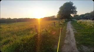 amerikaanse staffordshireterriër Angel laatste lange wandeling voor deze dag met zonsondergang
