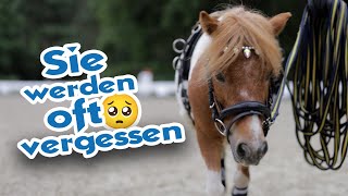 Shetlandpony ist auch nur ein Pferd – Mini Shetty hat Probleme wie ein Großer