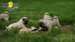 Darling Pug Puppies