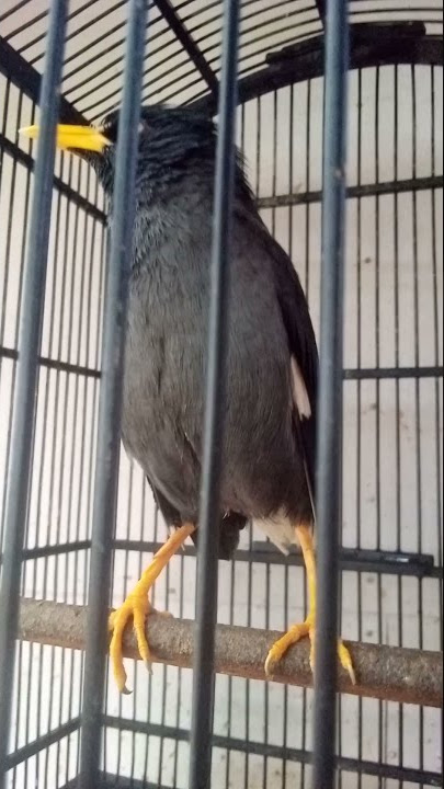 Jalak kebo bisa menirukan suara kucing dan bisa ngomong | #cat sounding bird #shorts