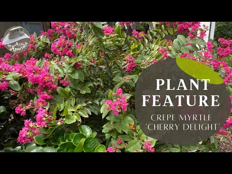 Video: Informacija apie vyšnių mirtų medį: kaip auginti krepinę mirtą