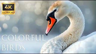 4K Colorful Swan  Beautiful Birds Sound in the Forest | Bird Melodies