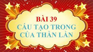 Giải Bài Tập Sinh Học 7 – Bài 39: Cấu tạo trong của thằn lằn