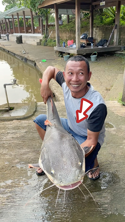Dapet ikan segede gini !! Enaknya di apain⁉️#fishing #ikan #mancing #fish #kolamikan #shorts