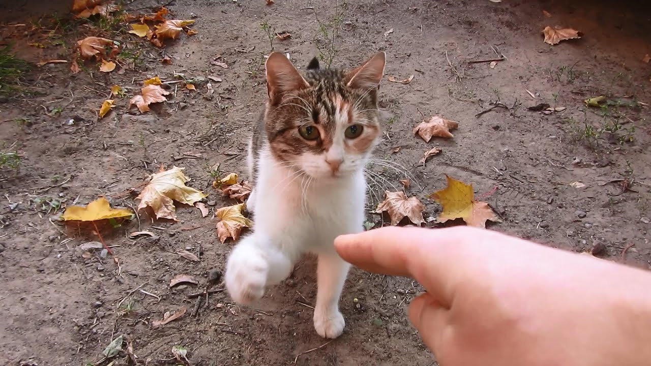 Cat against my hand funny videos - YouTube