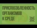 Приспособленность организмов к влиянию факторов среды. Видеоурок по биологии 9 класс