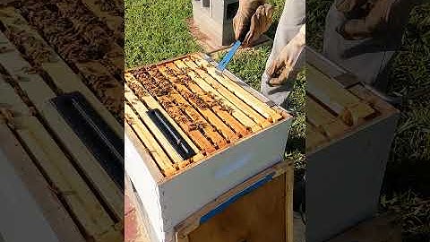 Frame Stuck in Bee Hive #Shorts