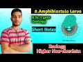 Amphiblastula Larva Short Notes B.Sc 1 year Zoology Lower non-chordata