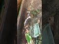 California king snake