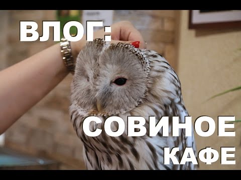 Существует Совиное кафе, где можно пообщаться с совами за обедом