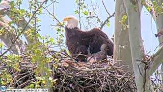 USS Bald Eagle Cam 1 0n 4-29-24 @ 11:59:00 Claire does heraldic pose to shade USS-7