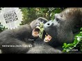 Silverback Gorilla got Excited! | Kintaro lost a tooth | Update on Kyoto zoo