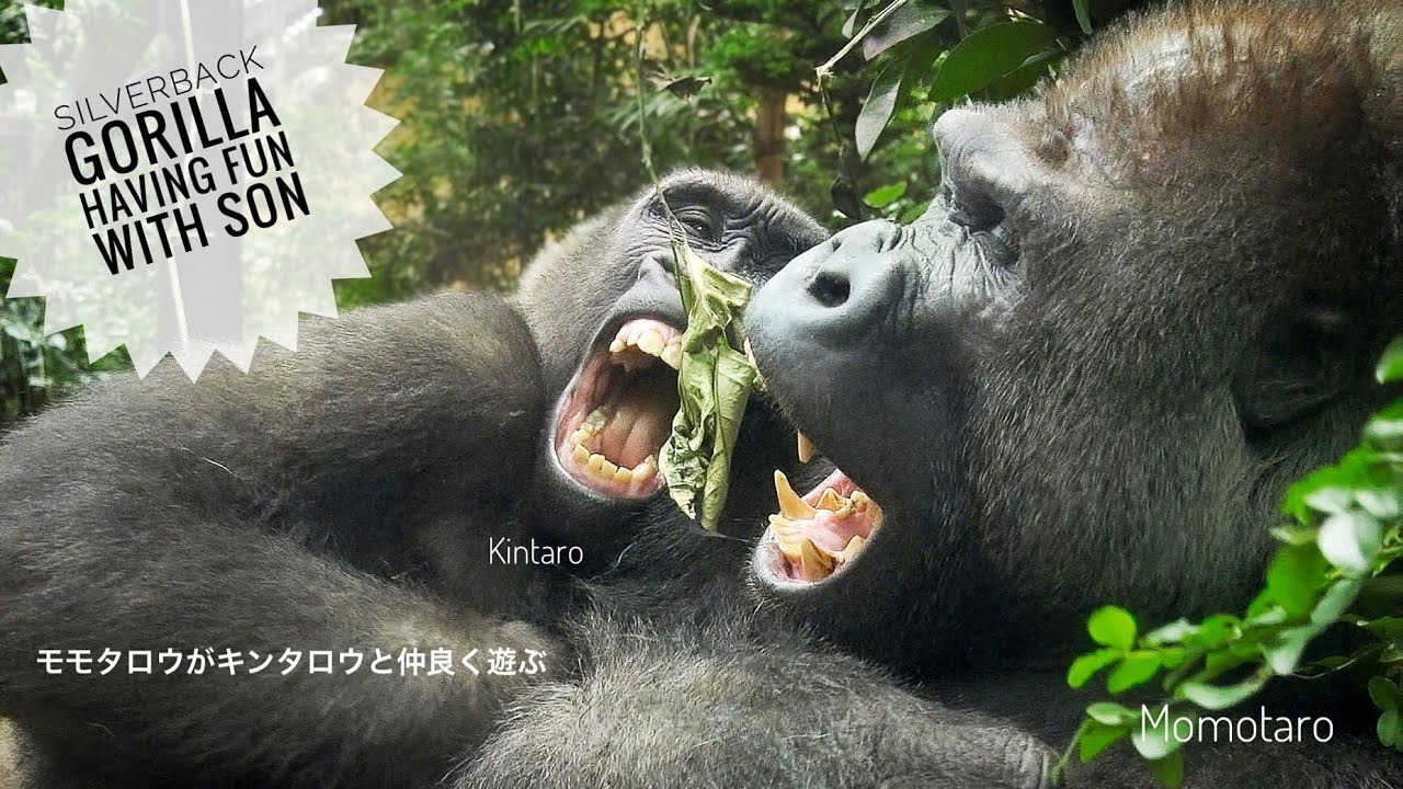 Silverback Gorilla got Excited! | Kintaro lost a tooth | Update on