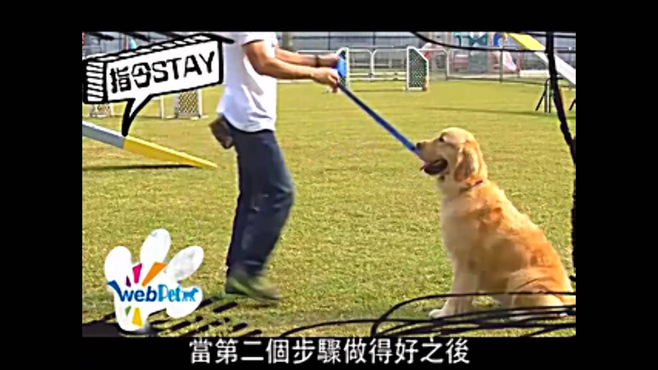李 Sir 教狗狗 Come 同 Stay - YouTube