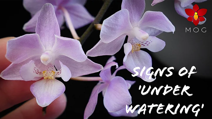 8 Signs that say your Orchid needs more water! | Orchid Care Tips for Beginners - DayDayNews